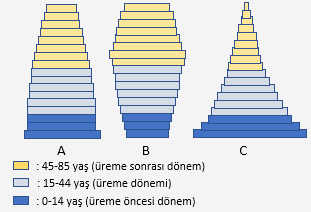 Farklı insan popülasyonlarının yaş piramidi A. Dengede olan, B. Küçülmekte olan popülasyon, C. Büyümekte olan popülasyon